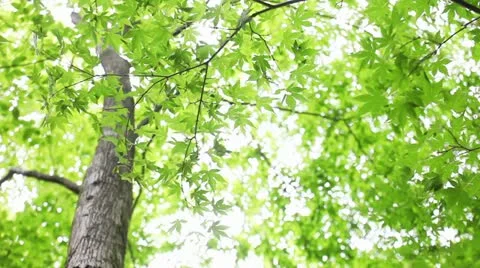 MVI 1914 動画素材 11075442