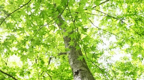 MVI 1916 動画素材 11075515