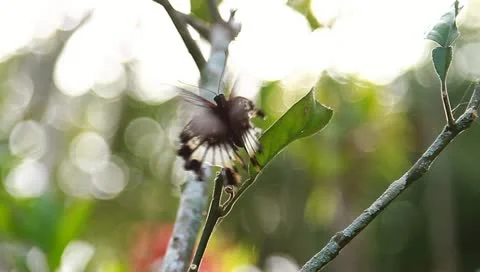 MVI 1941 Stock Footage 10833567