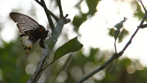 MVI 1946 Stock Footage 10833568