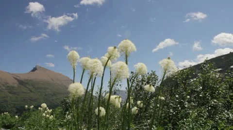 MVI 1968 Stock Footage 11626229