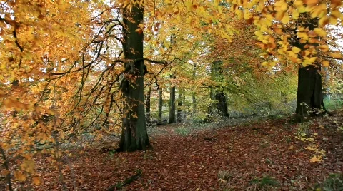 MVI 2007 Stock Footage 554238