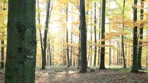 MVI 2010 Stock Footage 554180