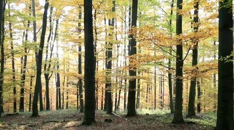 MVI 2011 Stock Footage 554100