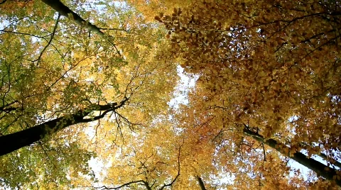 MVI 2017 Stock Footage 554026