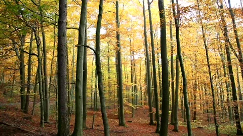 MVI 2031 Stock Footage 553963