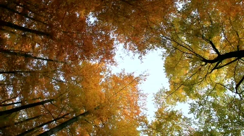 MVI 2041 Stock Footage 553817