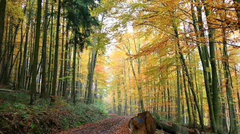 MVI 2050 Stock Footage 553736