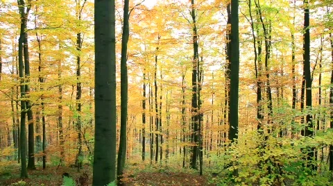 MVI 2053 Stock Footage 553675