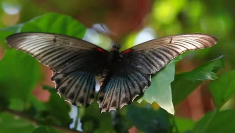 MVI 2075 Stock Footage 10833526