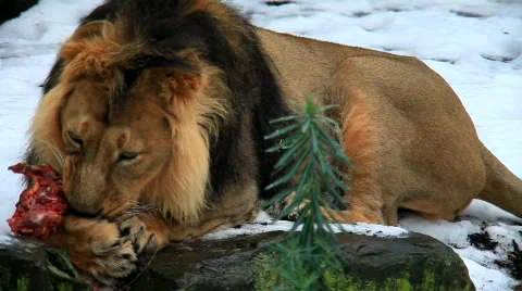 MVI 2277 Stock Footage 591512