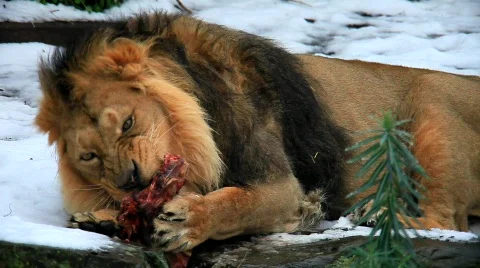 MVI 2278 Stock Footage 591496