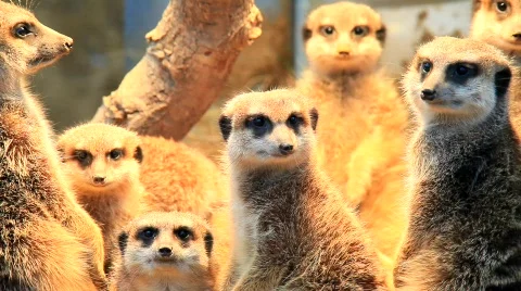 MVI 2291 Stock Footage 591467