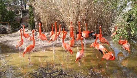 MVI 2318 Stock Footage 1052063