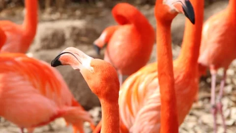 MVI 2321 Stock Footage 1052062