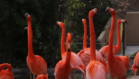 MVI 2334 Stock Footage 1052057