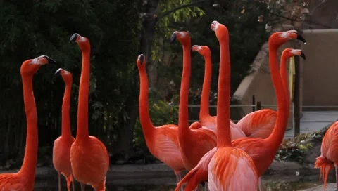 MVI 2335 Stock Footage 1052056