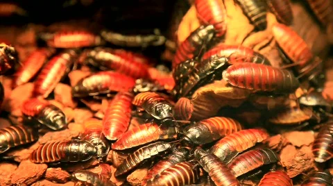 MVI 2365 Stock Footage 591262