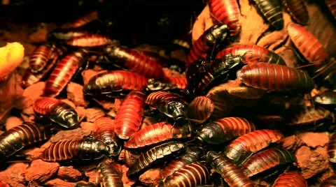 MVI 2366 Stock Footage 591549