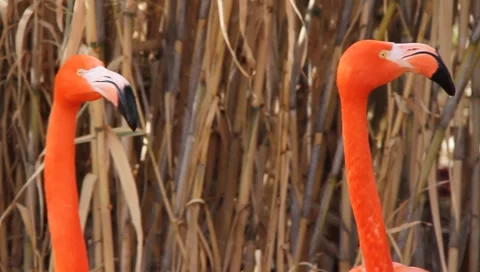 MVI 2366 Stock Footage 1052053