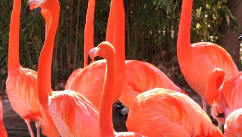 MVI 2393 Stock Footage 1052051