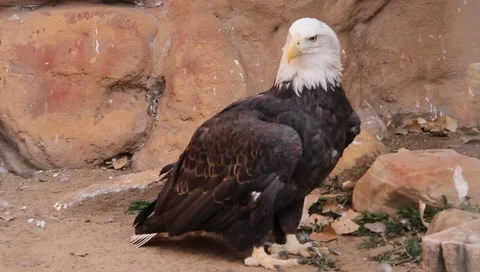 MVI 2485 Stock Footage 1052045