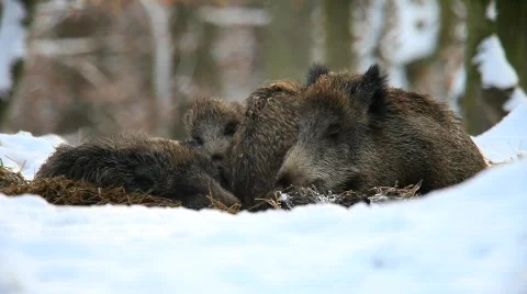 MVI 2495 Stock Footage 594406