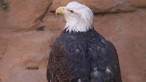 MVI 2520 Stock Footage 1052040