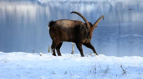 MVI 2532 Stock Footage 593701