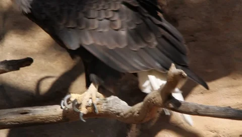 MVI 2532 Stock Footage 1052039