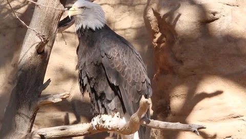 MVI 2555 Stock Footage 1052037