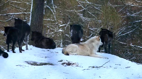 MVI 2583 Vídeos de archivo 594008