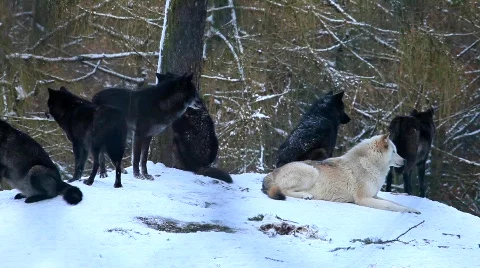 MVI 2585 Stock Footage 593959