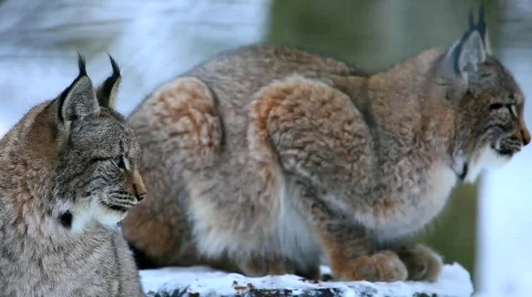 MVI 2596 Stock Footage 594509