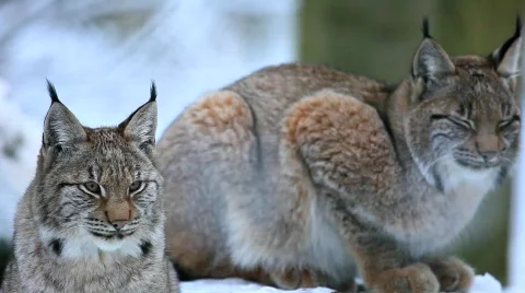 MVI 2597 Stock Footage 594519