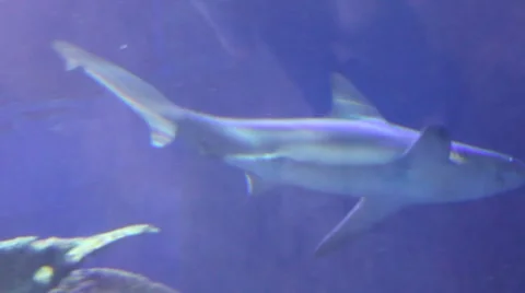 MVI 2643 1 Stock Footage 7755671