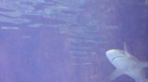 MVI 2648 1 Video stock 7755677