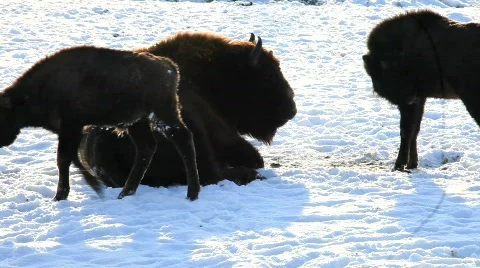 MVI 2652 Stock Footage 594551