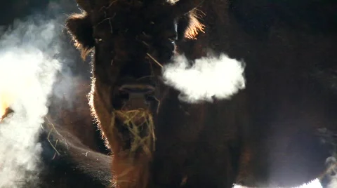 MVI 2653 Stock Footage 593576