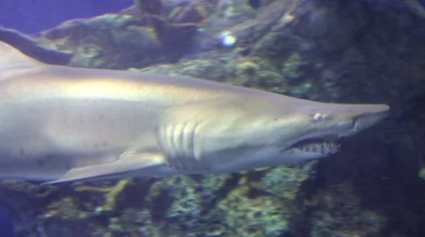 MVI 2655 1 Video stock 7755682