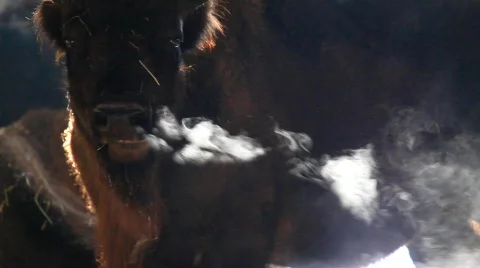 MVI 2664 Stock Footage 593569