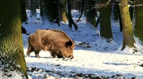 MVI 2790 Stock Footage 594073