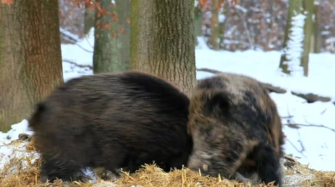 MVI 2831 Stock Footage 597651