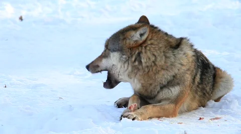 MVI 2892 Video stock 598509