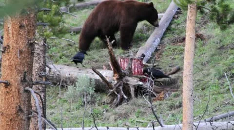 MVI 2925 Video stock 11626593