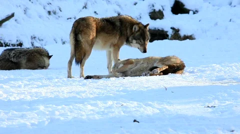 MVI 2931 Stock Footage 598494