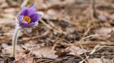 MVI 3 Stock Footage 33831522