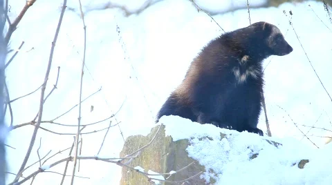 MVI 3067 Stock Footage 598548