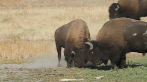 MVI 3303 Stock-Footage 11626637