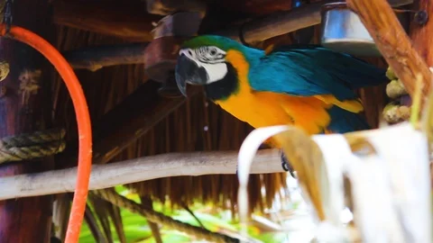 MVI 3391 02 Stock Footage 118087939